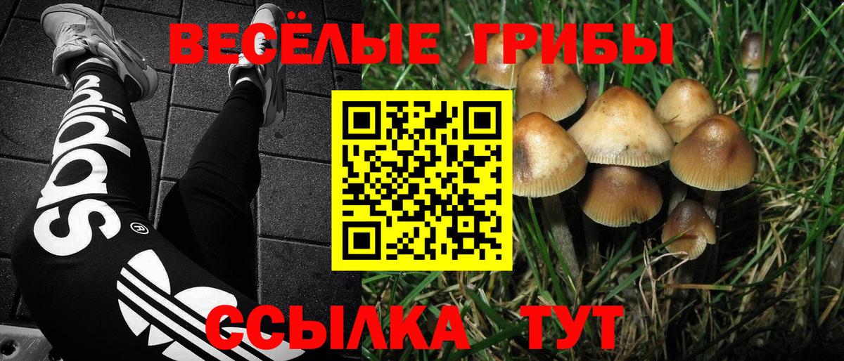 Псилоцибиновые грибы мухоморы Звенигород